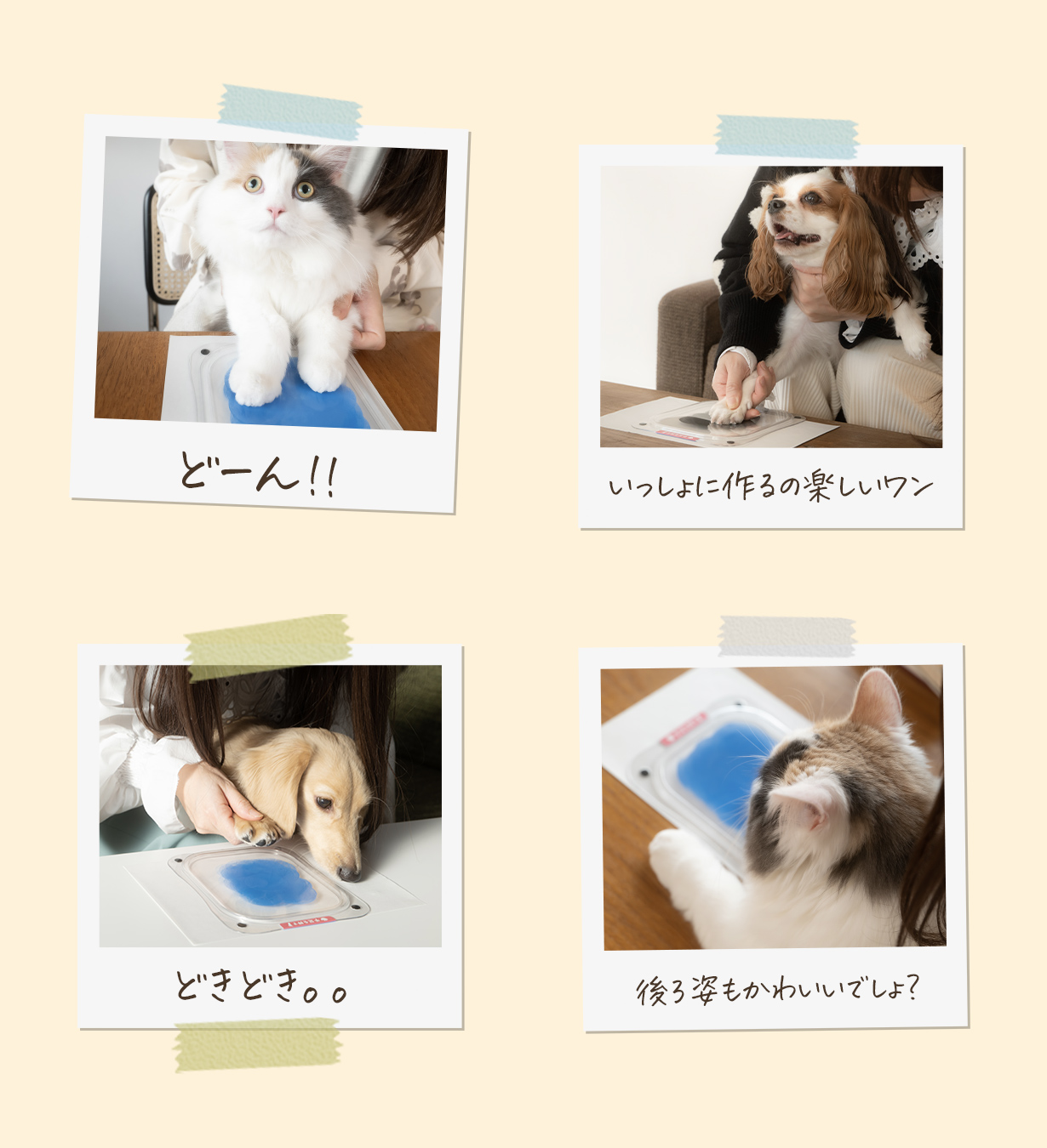 ぺたっち